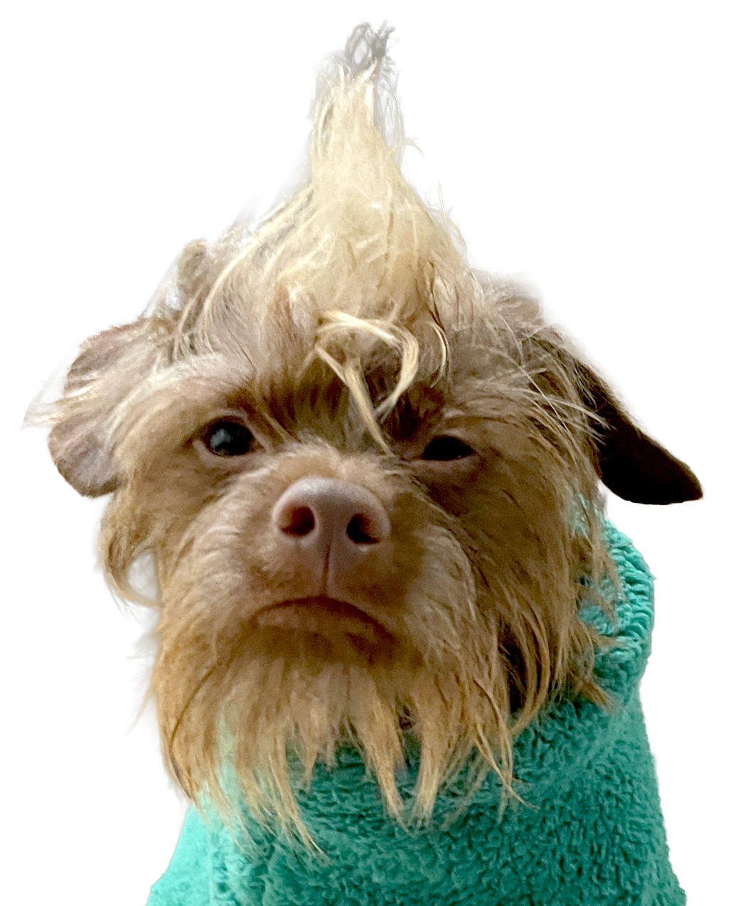 scruffy dog